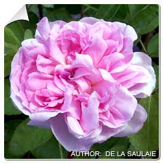 Roseira 'Salet'
